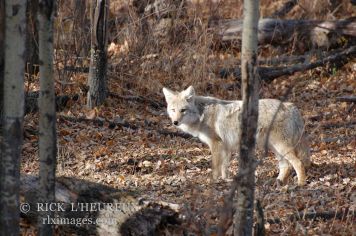 Fall Coyote